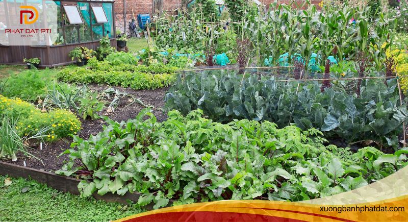 Trồng trái cây, rau sạch