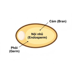 Cấu trúc hạt ngũ cốc nguyên cám gồm cám, phôi và nội nhũ