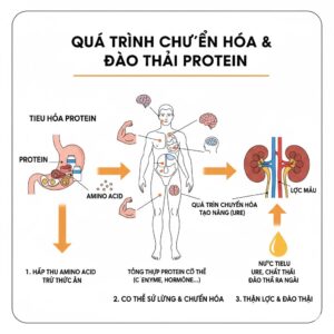 Quá trình chuyển hóa protein và vai trò lọc thải của thận