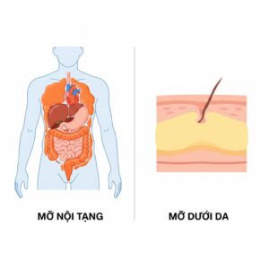 So sánh mỡ nội tạng và mỡ dưới da trong cơ thể người