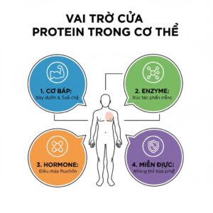 ăn nhiều protein có gây hại thận