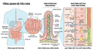 Ruột non hấp thu chất dinh dưỡng trong hệ tiêu hóa